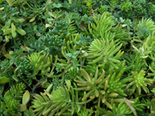 セダム類植物 メキシコマンネングサ