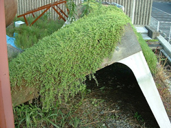 セダム類植物 ツルマンネングサ