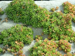 セダム類植物 ツルマンネングサ
